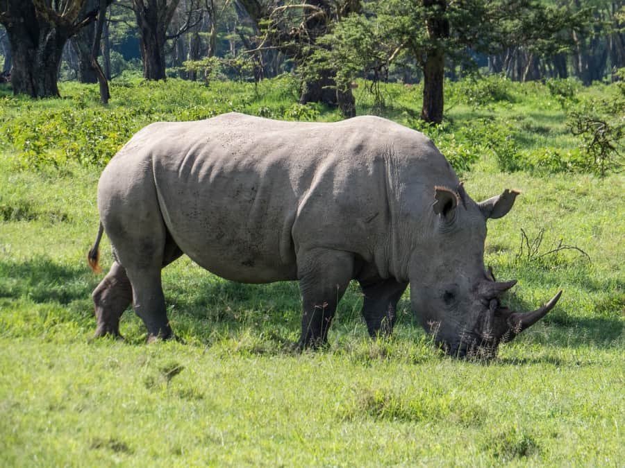 White Rhino Lake Nakuru Game Park Kenya