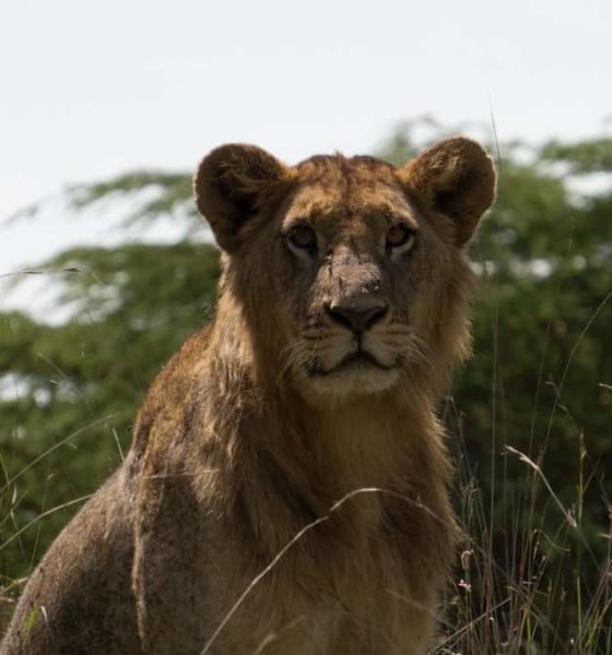 Young Male Lion Lake Nakuru Kenya