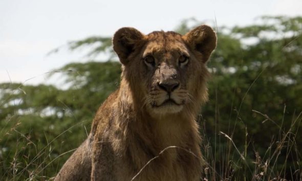 Young Male Lion Lake Nakuru Kenya