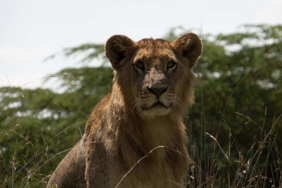 A visit to the zoo short story picture