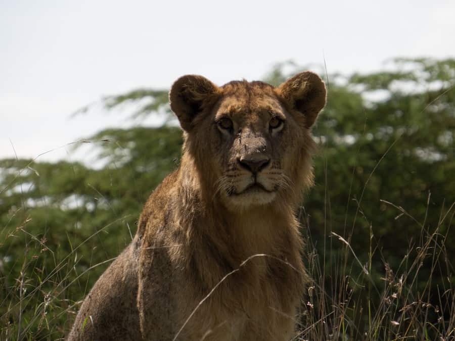 Young Male Lion Lake Nakuru Kenya