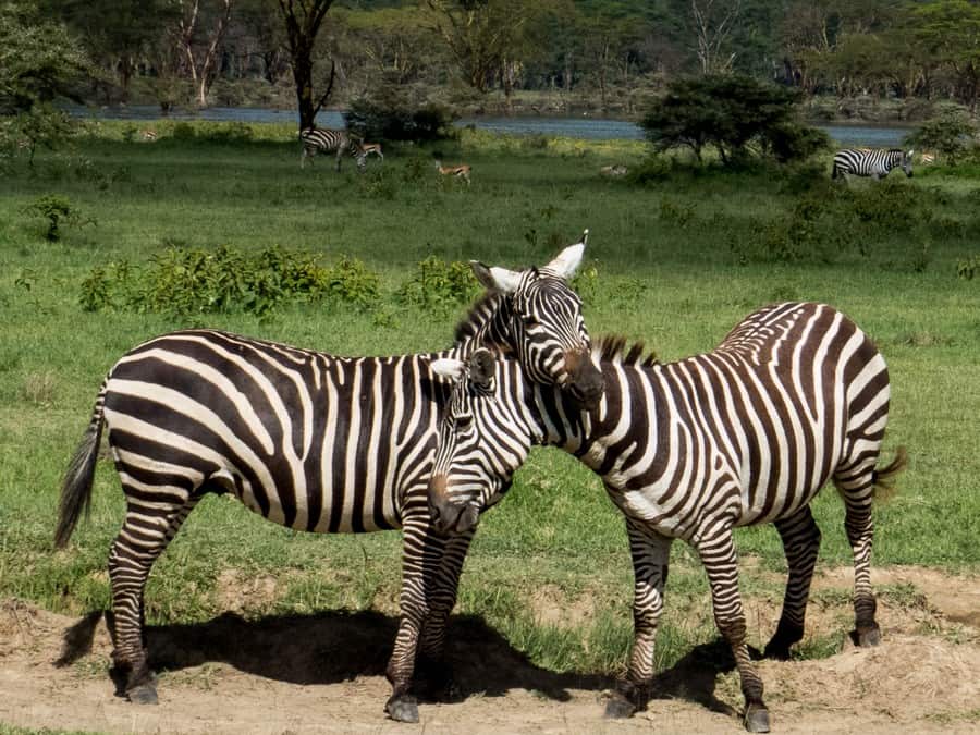 Zebra Fight Lake Nakuru Game Park Kenya