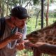 Cole feeding the Giraffes in Nairobi