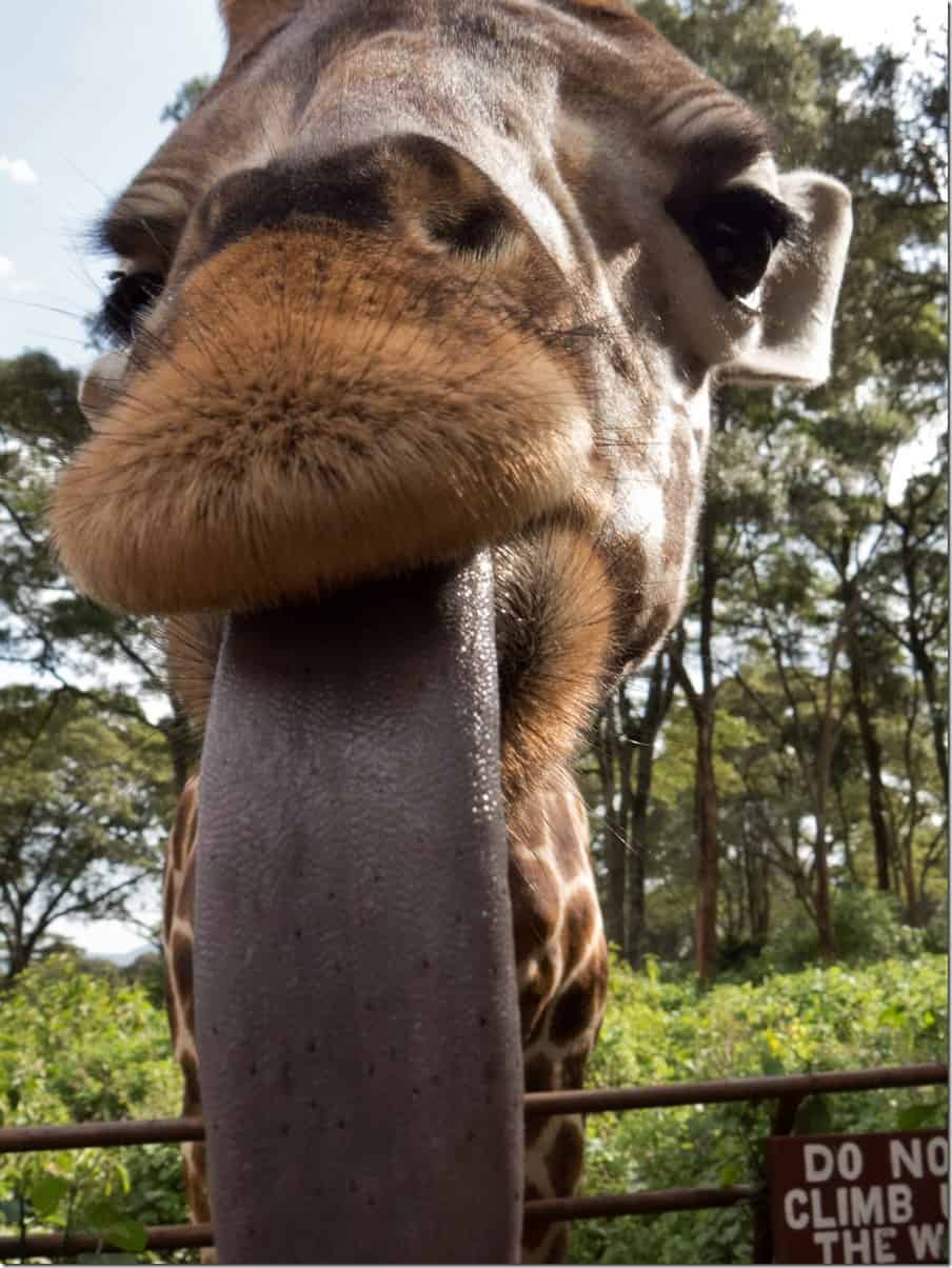 Feeding the Giraffes in Nairobi