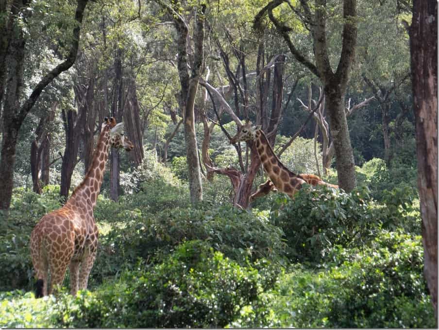 Giraffe Centre Sanctuary in Nairobi