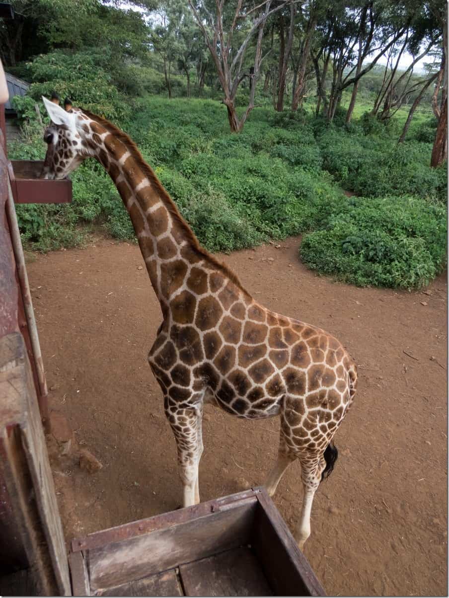 Giraffe Centre in Nairobi