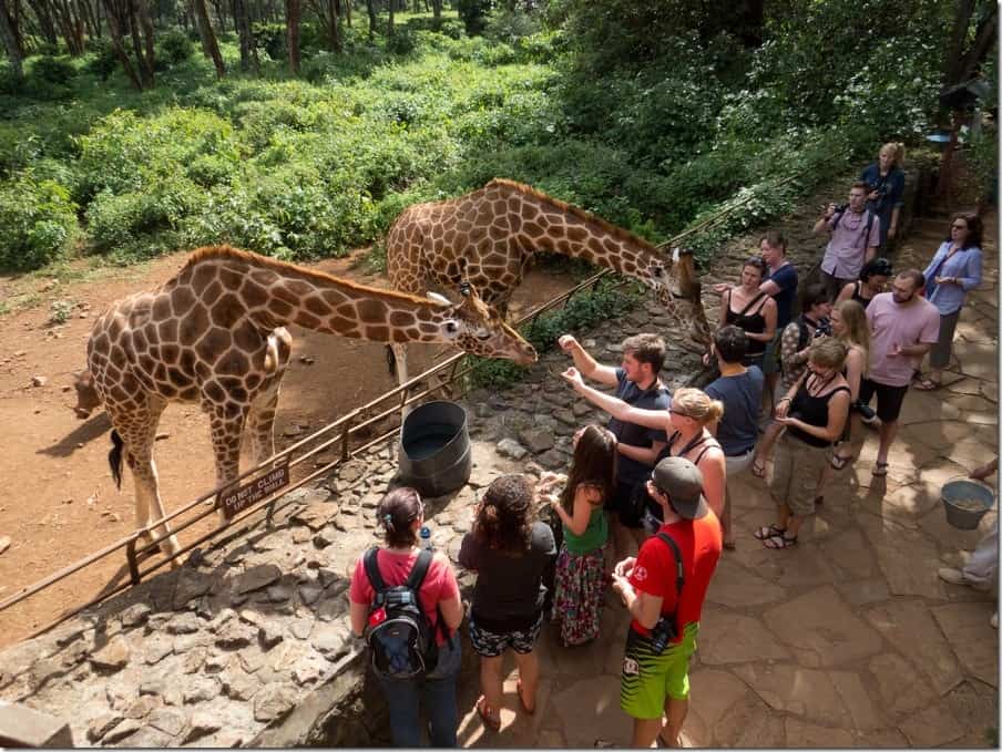 Giraffe Sanctuary feeding in Nairobi, Kenya