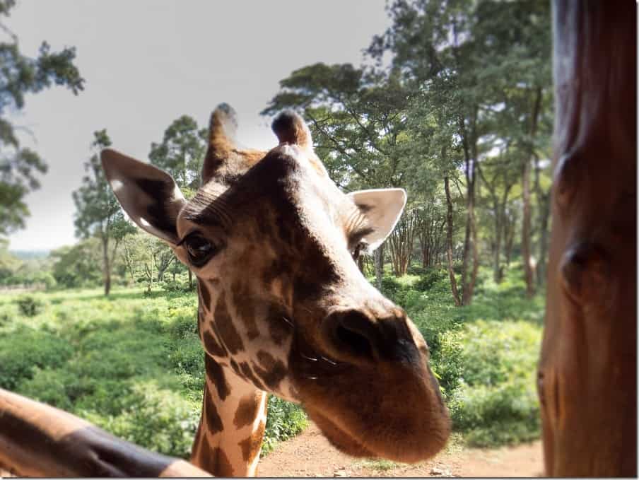 Giraffe Sanctuary in Kenya