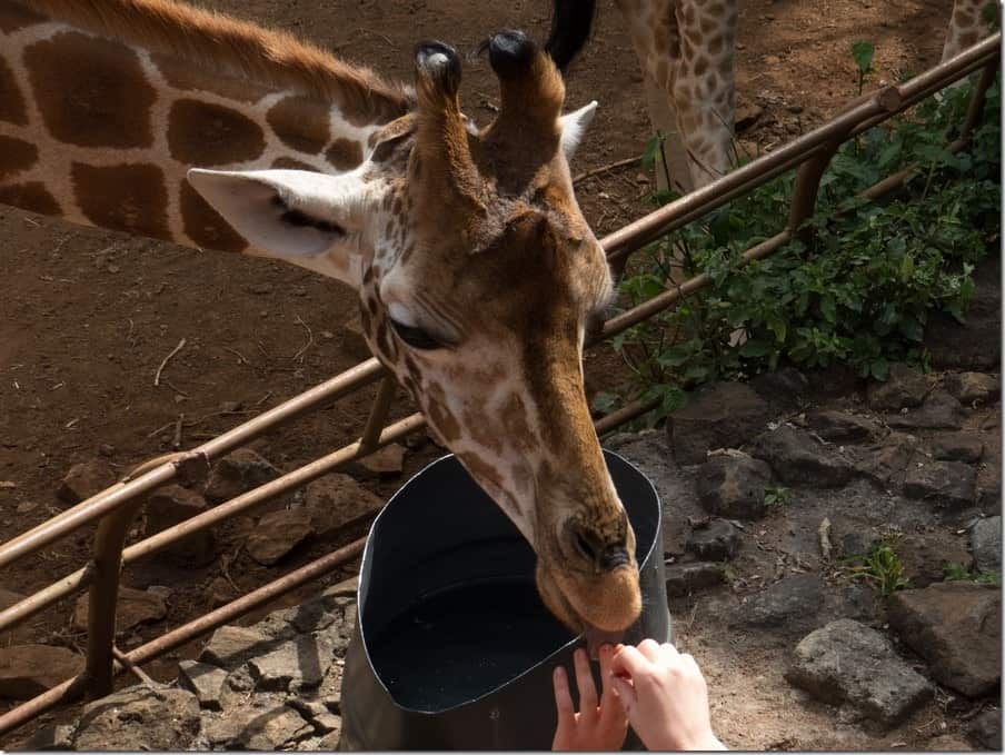 Hand feeding Giraffes in Nairobi