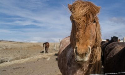 Self Drive the Golden Circle with Icelandic horses