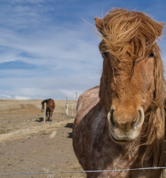 Self Drive the Golden Circle with Icelandic horses
