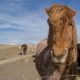 Self Drive the Golden Circle with Icelandic horses