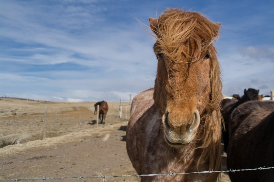 Self Drive the Golden Circle with Icelandic horses
