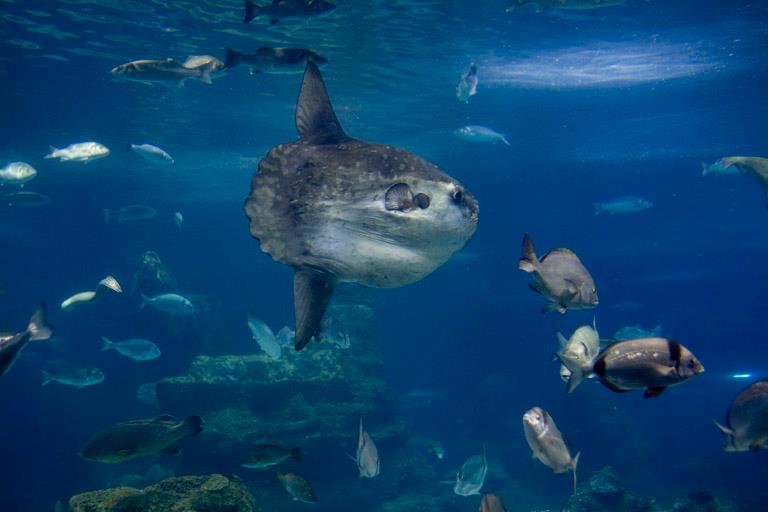 Barcelona Aquarium