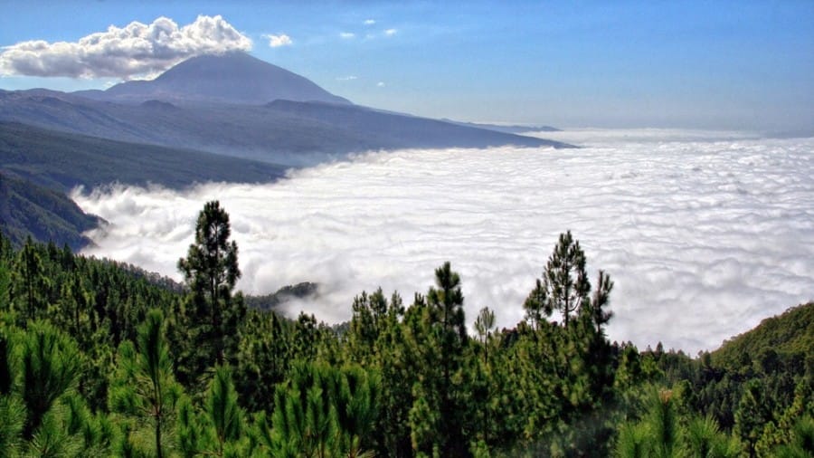 Captivating Canaries: the magic of the seven islands 30 Canaries