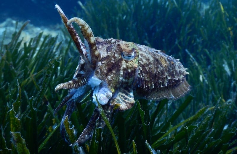 Cuttle fish at Sugiton, Marseille