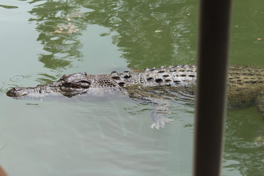 Real adventures Aussie style 32 Crocodile