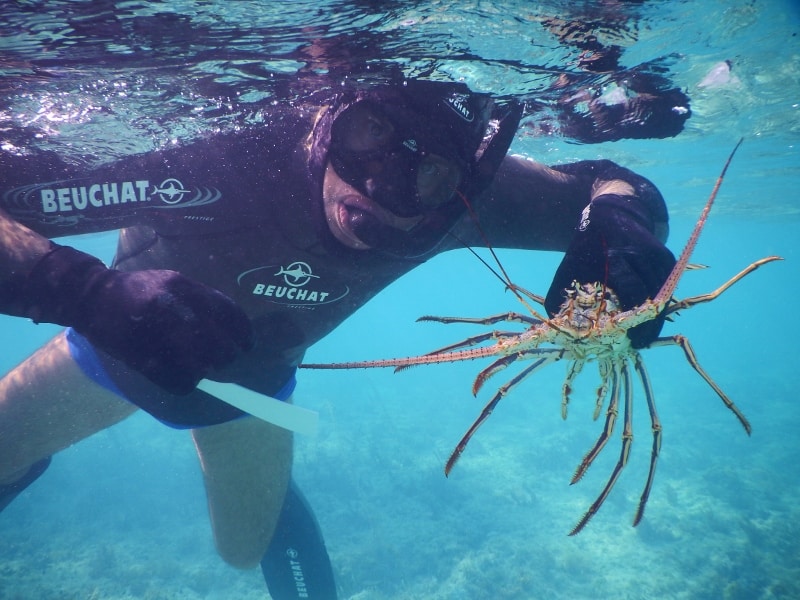 Long Island Bahamas crayfish