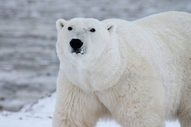 polar bear 404314 640