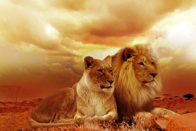 lion safari afika landscape 40756