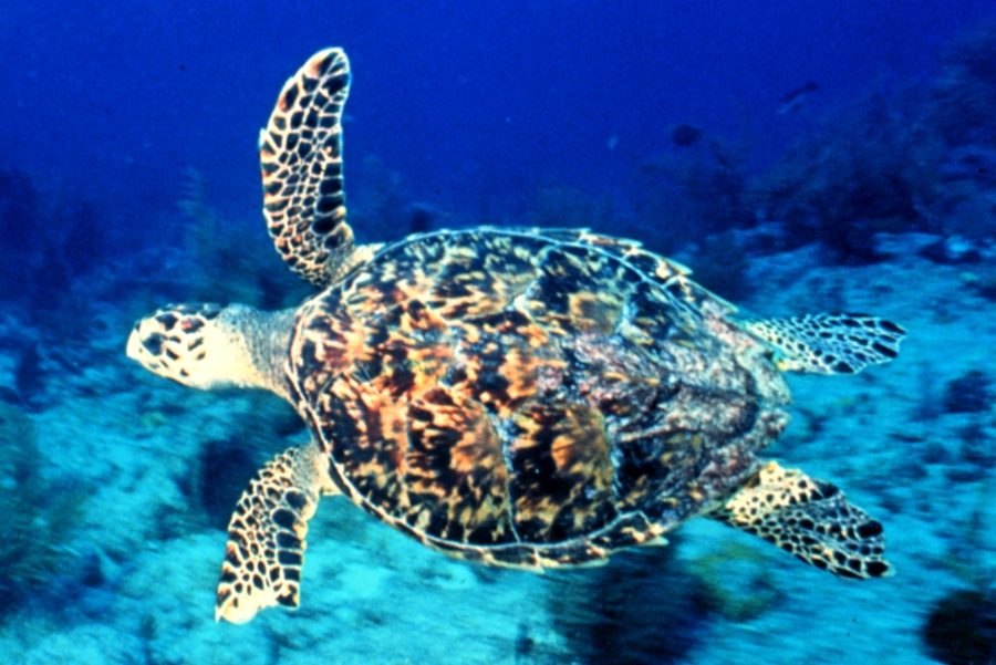 From Rock To Reef: Some of the Ways To See Australia 37 3