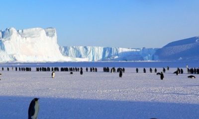 penguins emperor antarctic life 48814