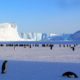 penguins emperor antarctic life 48814