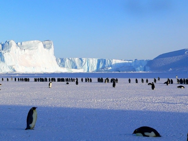 penguins emperor antarctic life 48814