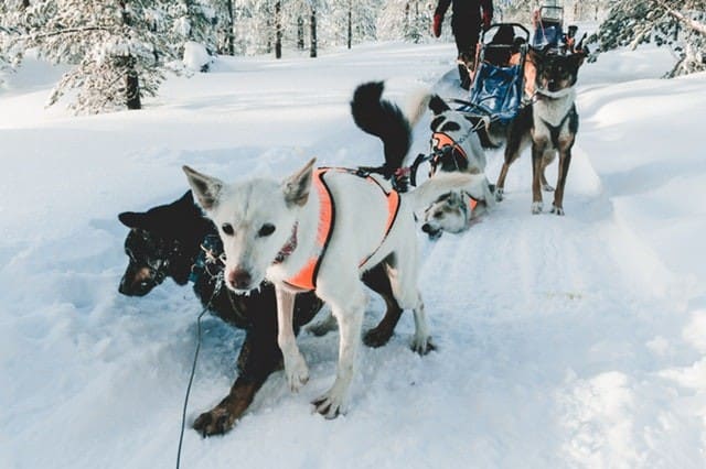 Top 7 Outdoor Activities for your Trip to Alaska 3 pexels photo 1499215