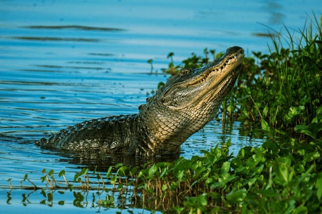 Looking for a Memorable Experience in 2019? Take a Wildlife Vacation 33 pexels photo 1360123