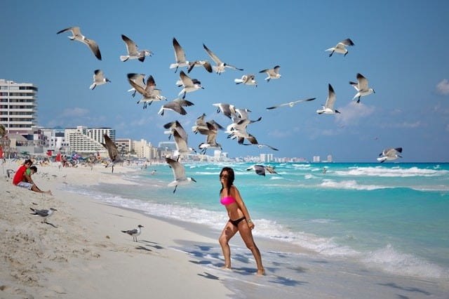 beach bikini birds 764835