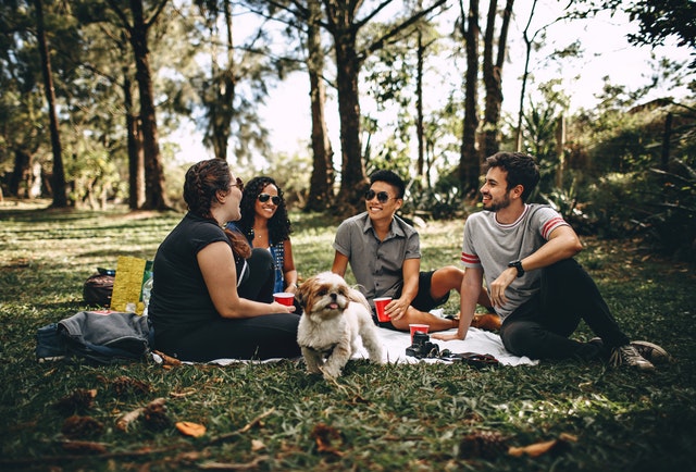 Dogger-Lust: Finding Places to Stay for You and Your Dog 33 chatting dog faces 745045
