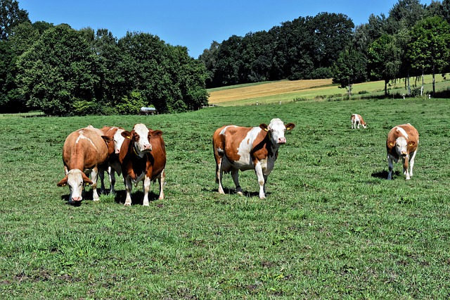 THE Weirdest Present Ever Given - Cow Dung 34 cows 4410643 640