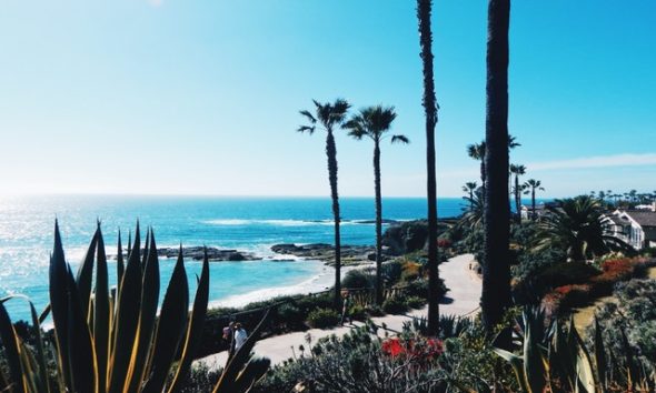 agave beach cactus california 360698