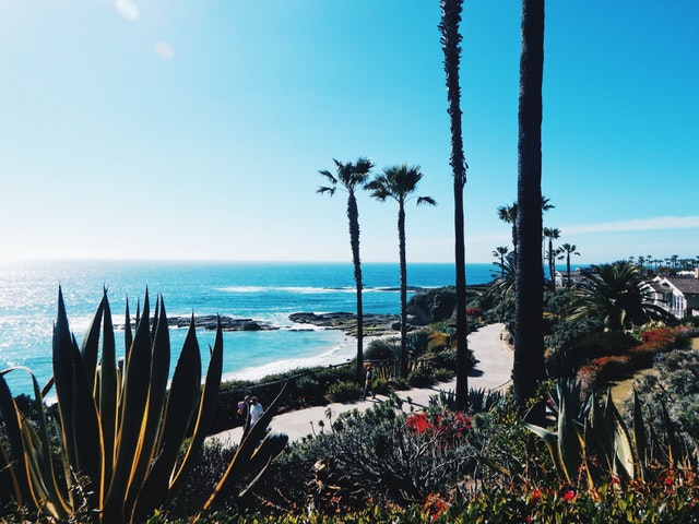 agave beach cactus california 360698