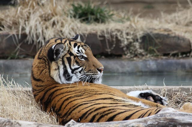 tiger 2253136 640