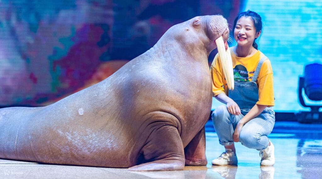 ShanghaiHaichangOceanParkTicketforMainlandChineseCitizens