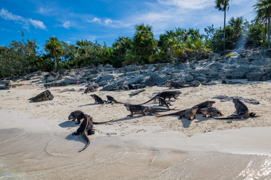 Exumas yacht charter iguanas Allens Cay