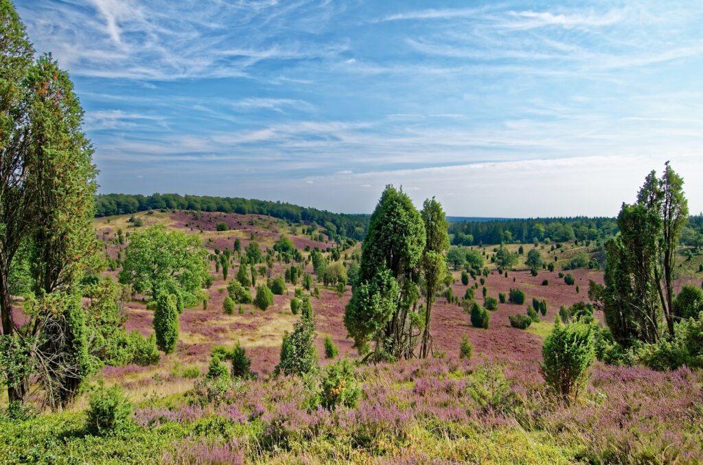 lueneburger heide lower saxony germany